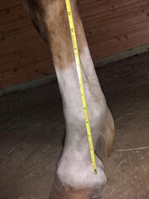 Custom Mini boot single