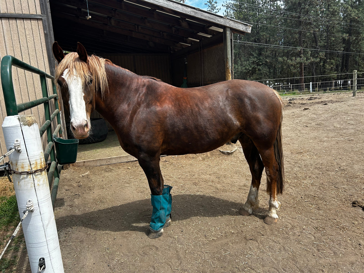 Custom Big Boy Draft Fly Boots-Pair