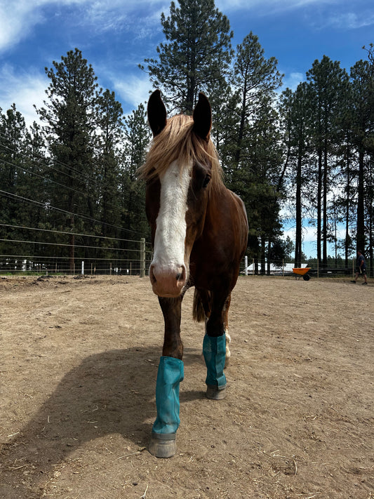 Custom Big Boy Draft Fly Boots-Pair